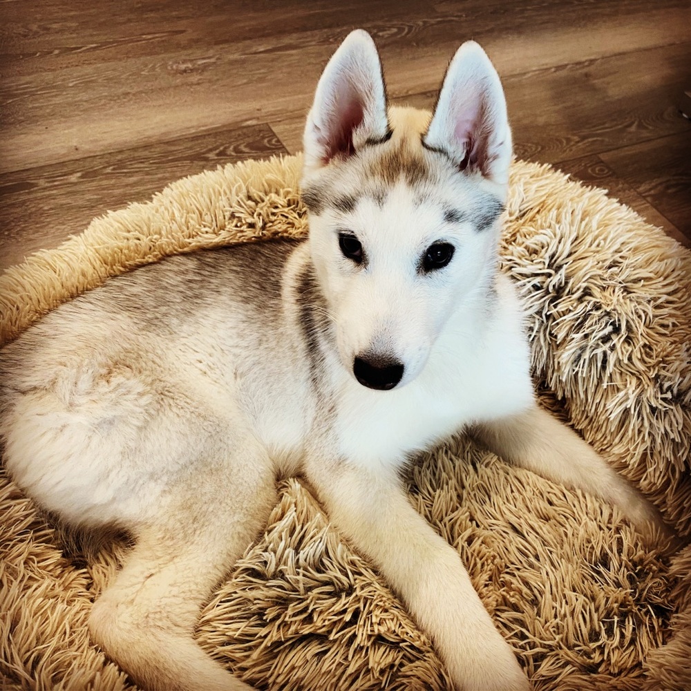 Meet your Posher, Sindhu